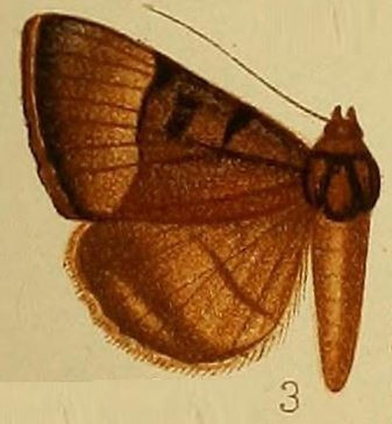 Pl.37-fig.03-Plecopterodes molybdopasta (Hampson, 1910) (Remigia)