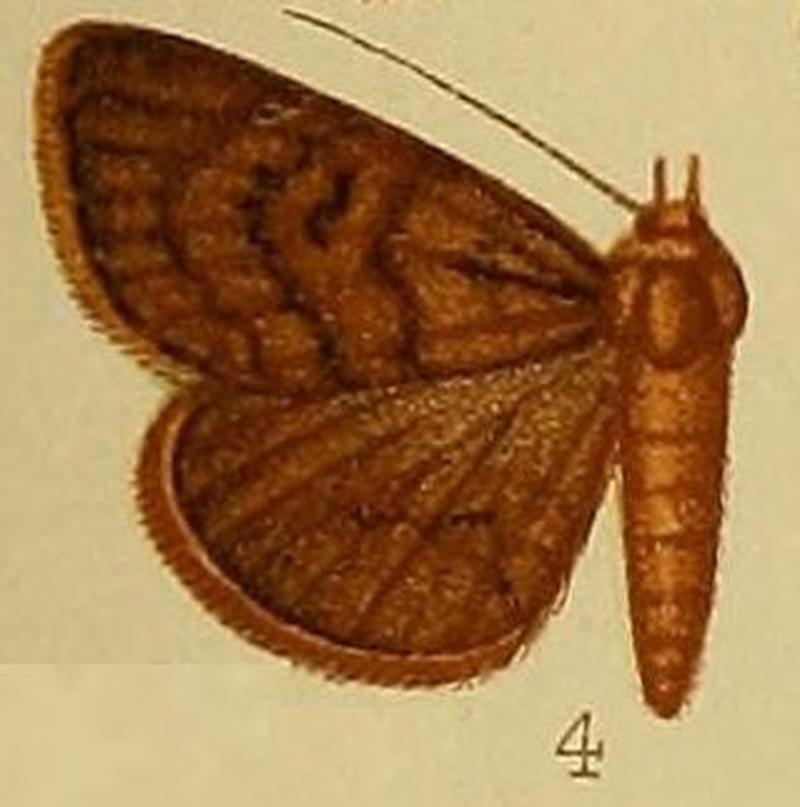 Pl.37-fig.04-Calesia arhoda Hampson 1910