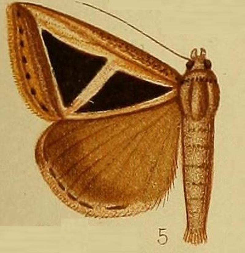 Pl.37-fig.05-Parachalciope ditrigona (Hampson, 1910) (Chalciope)