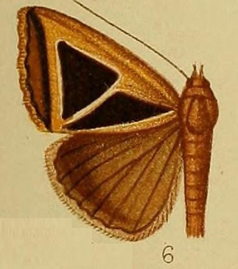 Pl.37-fig.06-Parachalciope albifissa (Hampson, 1910) (Chalciope)