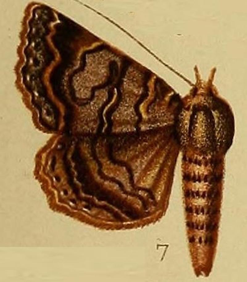Pl.37-fig.07-Lophotavia pulcherrima (Holland, 1894) (syn.Speiredonia prunicolora)