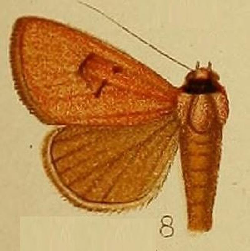 Pl.37-fig.08-Plecoptera sarcistis Hampson, 1910