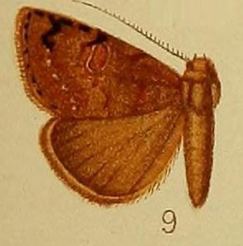 Pl.37-fig.09-Plecoptera punctilineata Hampson, 1910
