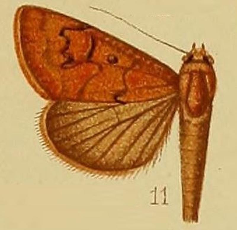 Pl.37-fig.11-Anomis bidentata (Hampson 1910) (Cosmophila)