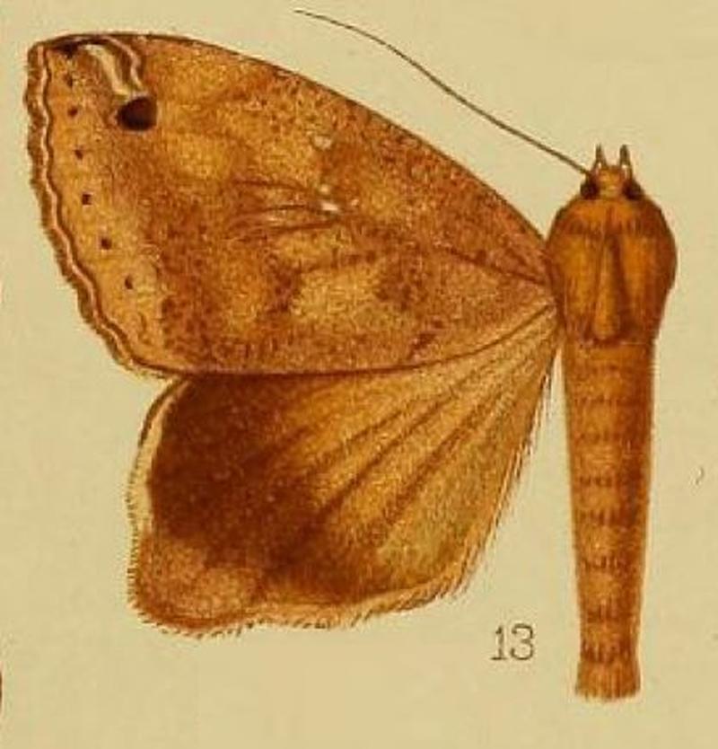 Pl.37-fig.13-Ophiusa gonoptera Hampson, 1910
