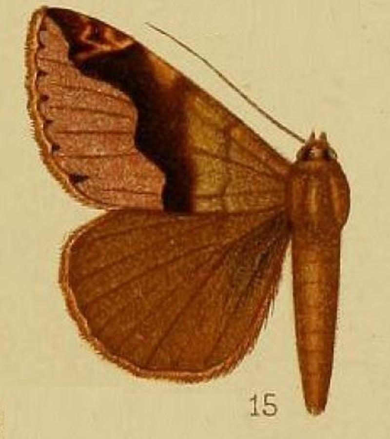Pl.37-fig.15-Dysgonia goniophora (Hampson, 1910) (Ophiusa)
