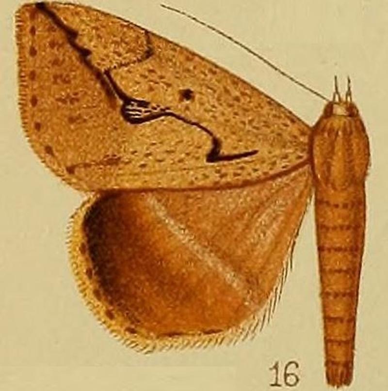 Pl.37-fig.16-Mocis persinuosa (Hampson 1910) (Remigia)