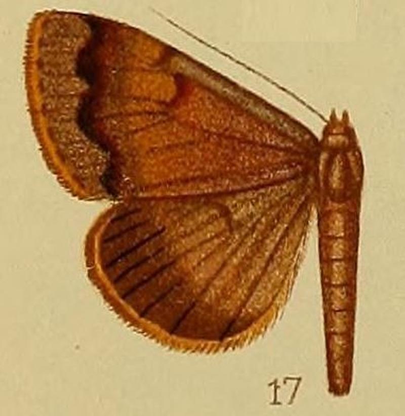 Pl.37-fig.17-Plecoptera infuscata Hampson, 1910