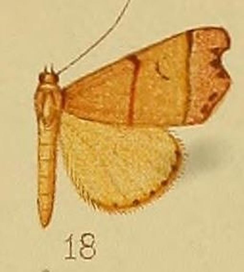 Pl.37-fig.18-Paralephana nigriciliata (Hampson, 1910) (Rhyncodes)