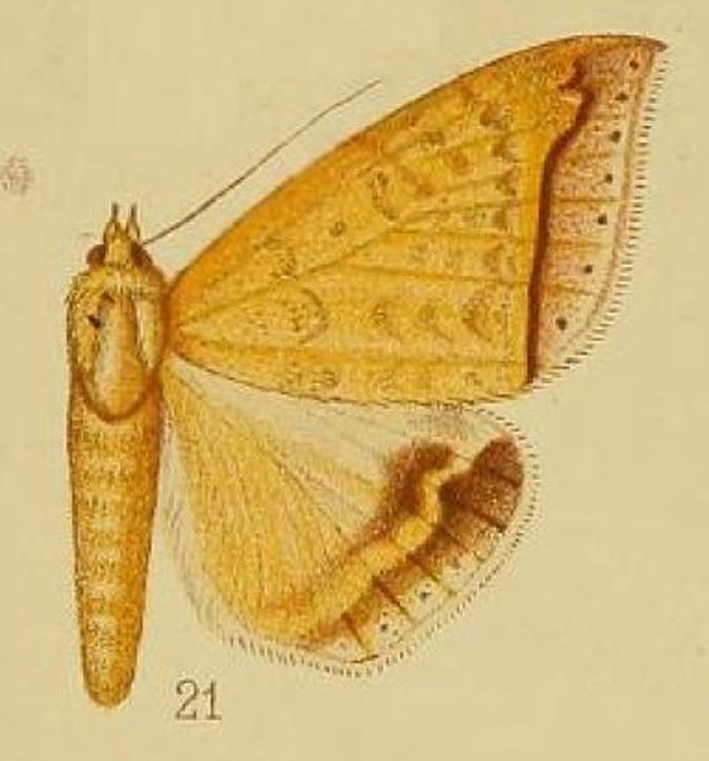 Pl.37-fig.21-Ophisma albitermia (Hampson, 1910) (Ophiusa)