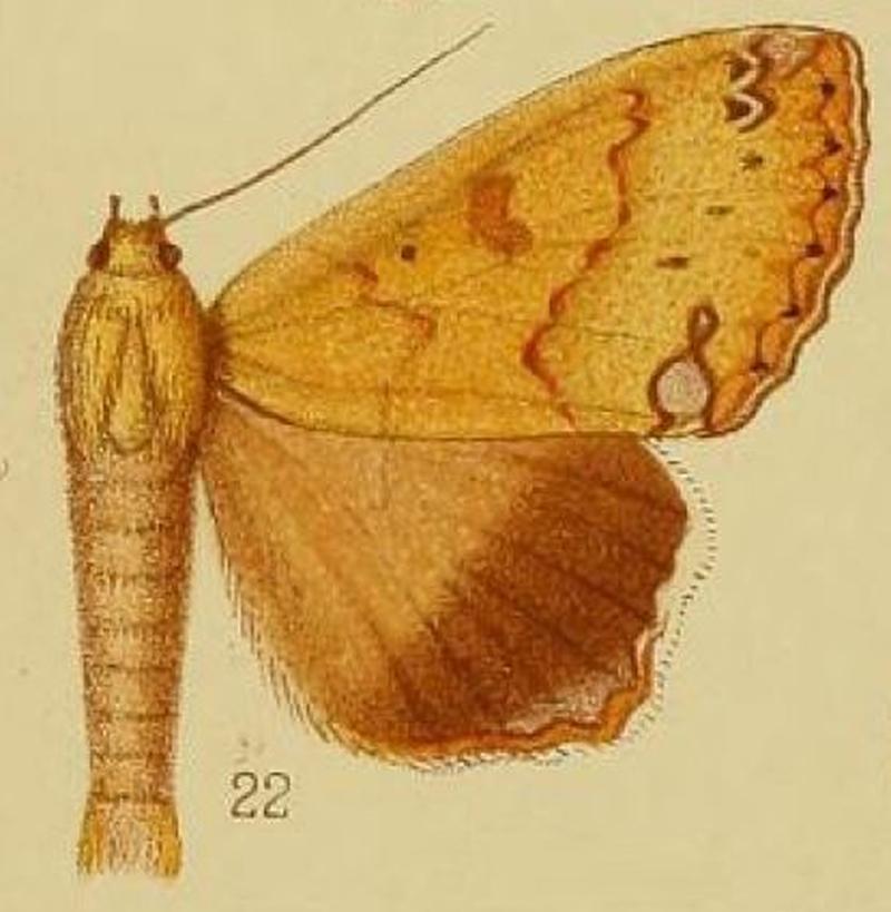 Pl.37-fig.22-Ophiusa tumiditermina Hampson, 1910