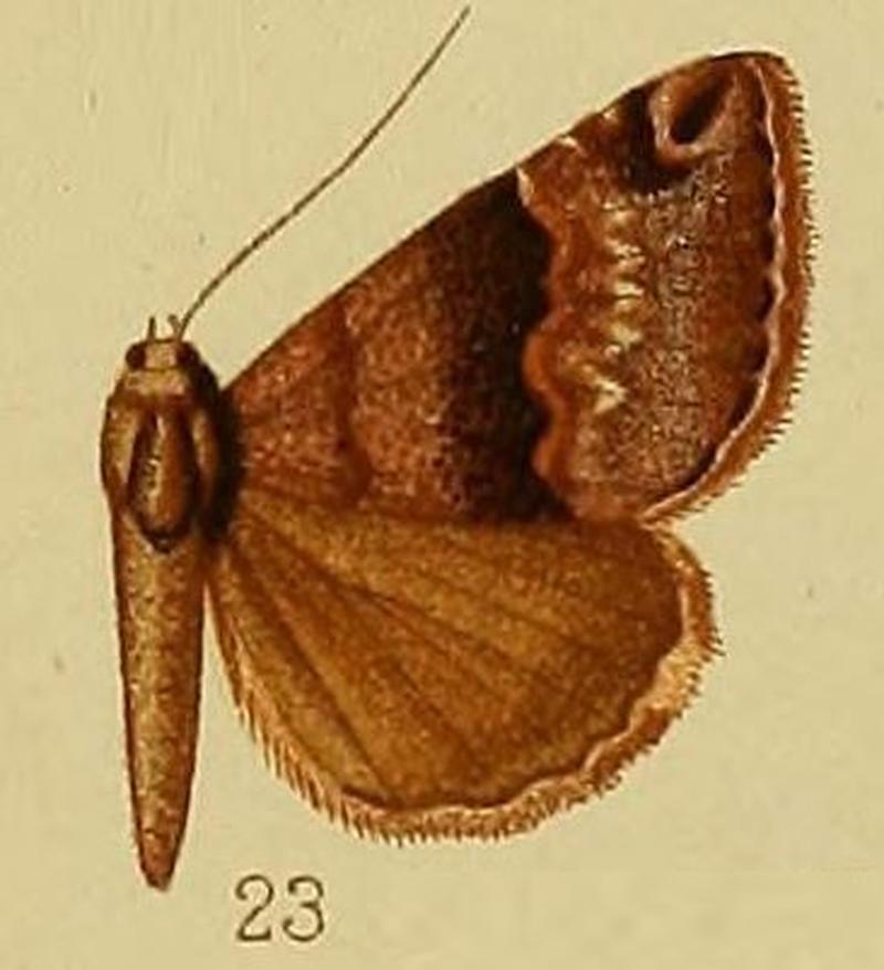 Pl.37-fig.23-Dysgonia mesonephele (Hampson, 1910) (Ophiusa)