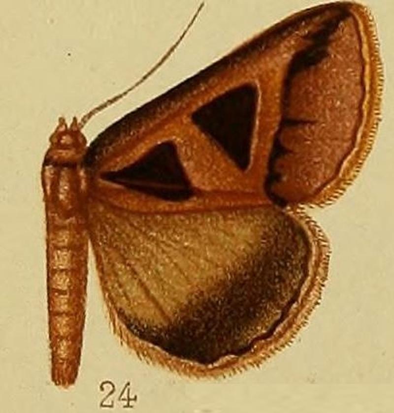 Pl.37-fig.24-Grammodes microgonia (Hampson, 1910) (Chalciope)