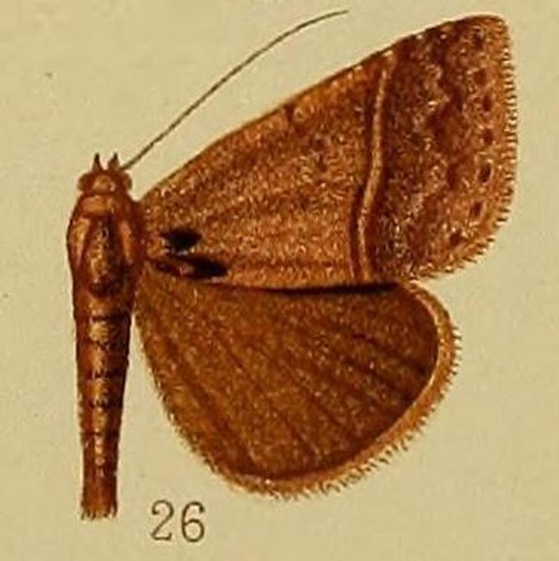 Pl.37-fig.26-Plecoptera trichophora Hampson, 1910