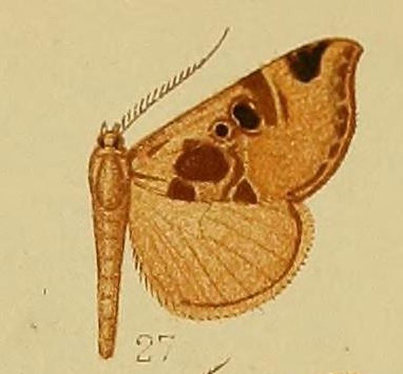 Pl.37-fig.27-Marcipa heterospila (Hampson, 1910) (Baniana)