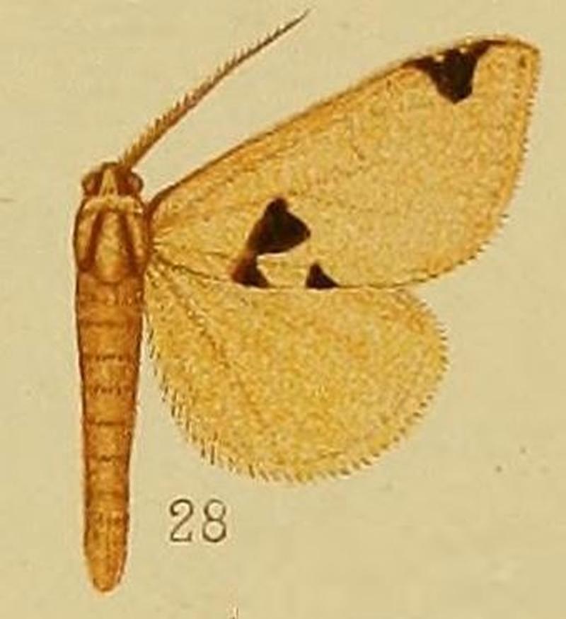 Pl.37-fig.28-Marcipa pyramidalis (Hampson, 1910) (Baniana)