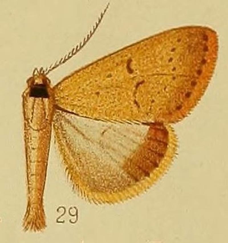 Pl.37-fig.29-Plecoptera aspila (Hampson, 1910) (Baniana)