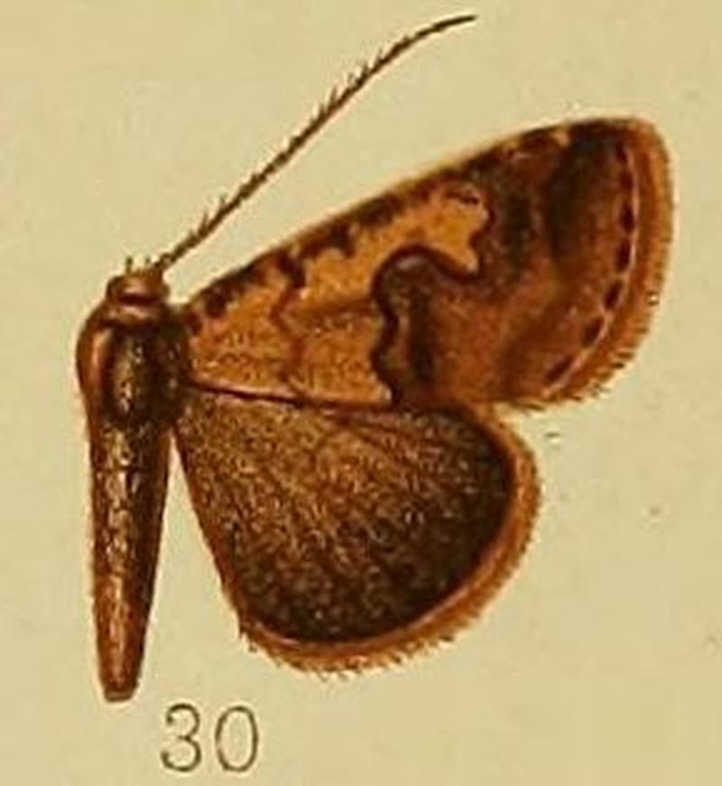 Pl.37-fig.30-Baniana culminifera Hampson 1910