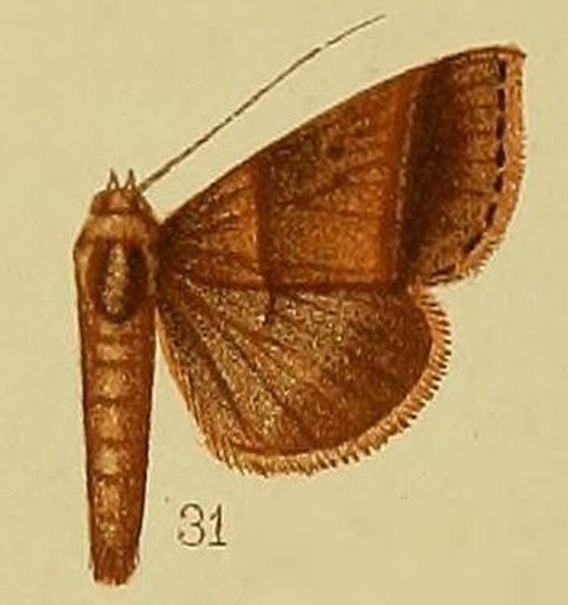 Pl.37-fig.31-Plecoptera megarthra Hampson, 1910