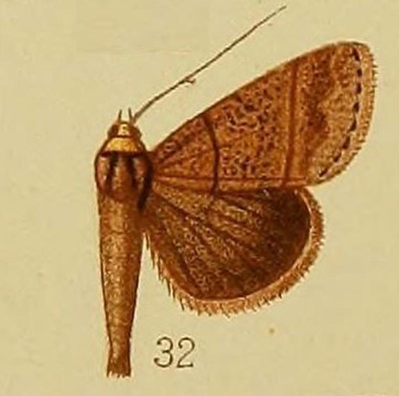 Pl.37-fig.32-Plecoptera melalepis Hampson, 1910