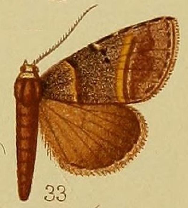 Pl.37-fig.33-Plecoptera flavilinea Hampson, 1910