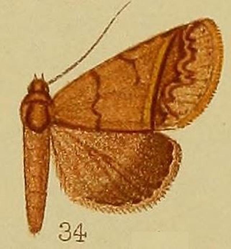 Pl.37-fig.34-Plecoptera thermozona Hampson, 1910