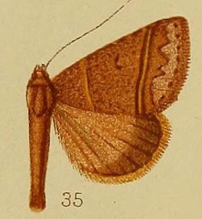 Pl.37-fig.35-Plecoptera laniata Hampson, 1910