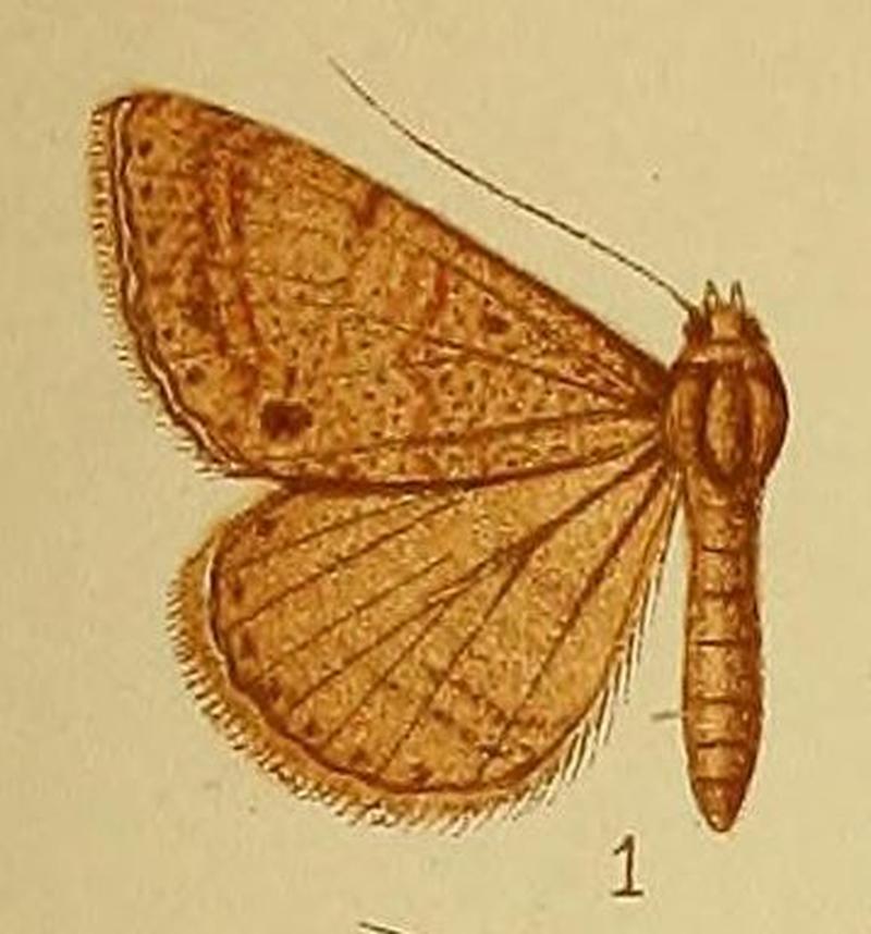 Pl.38-01-Plecoptera grisea Hampson, 1910