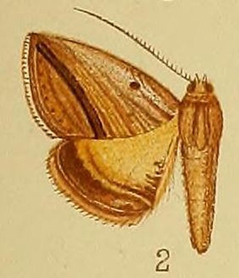 Pl.38-02-Gnamptogyia diagonalis Hampson, 1910