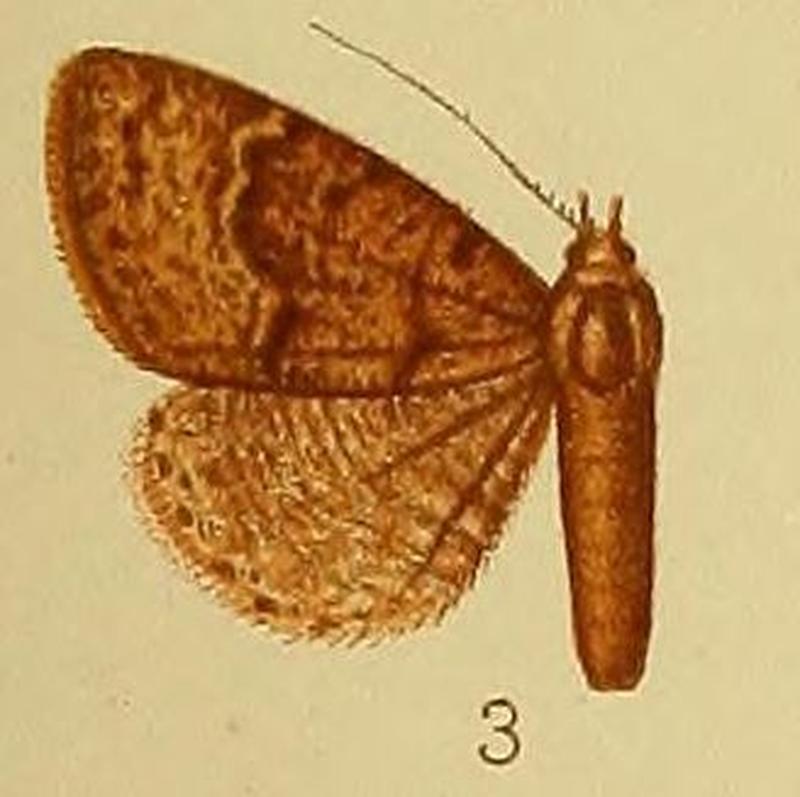 Pl.38-03-Phytometra umbrifera (Hampson, 1910) (Antarchaea)