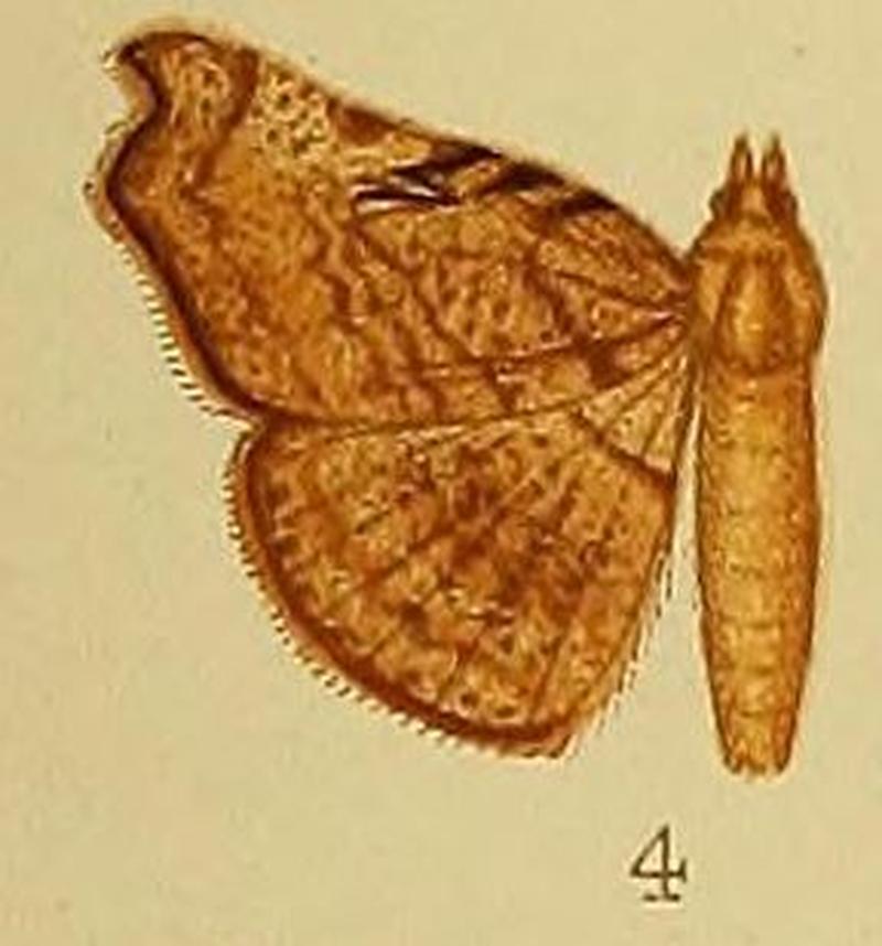 Pl.38-04-Pleuronodes trogopera (Hampson, 1910) (Pleurona)