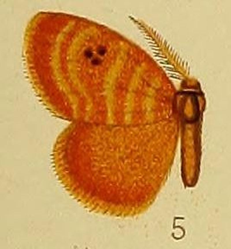 Pl.38-05-Leptaroa fulvicolora Hampson, 1910