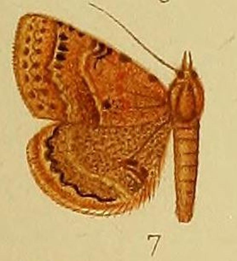Pl.38-07-Maxera atripunctata (Hampson, 1910) (Parathermes)