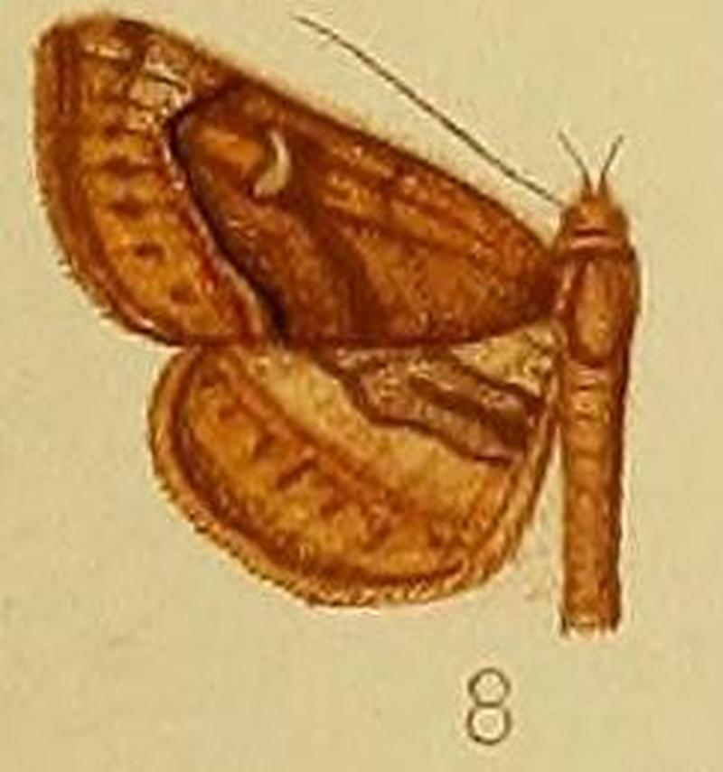 Pl.38-08-Eucampima coenotype (Hampson, 1910) (Zethes)