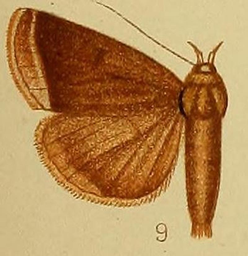 Pl.38-09-Simplicia pachycera Hampson, 1910