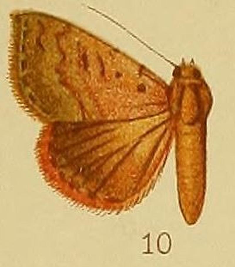 Pl.38-10-Phytometra haemaceps (Hampson, 1910) (Antarchaea)