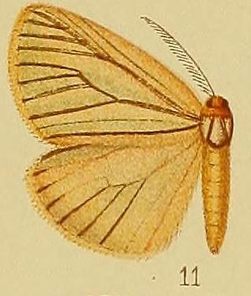 Pl.38-11-Pseudobazisa phaeophlebia (Hampson, 1910) (Baziza)
