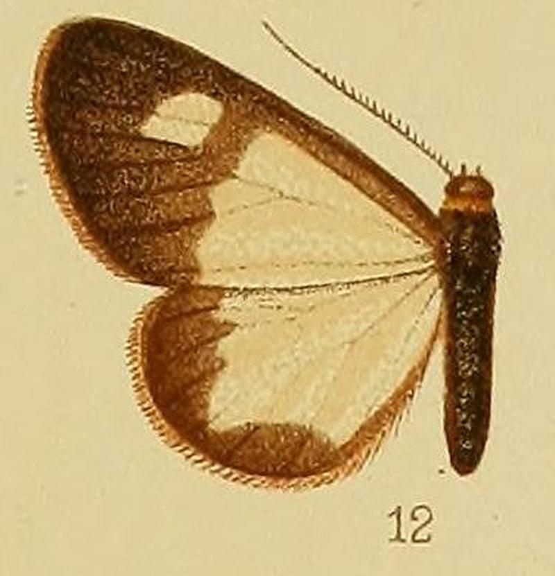 Pl.38-12-Geodena conifera Hampson, 1910