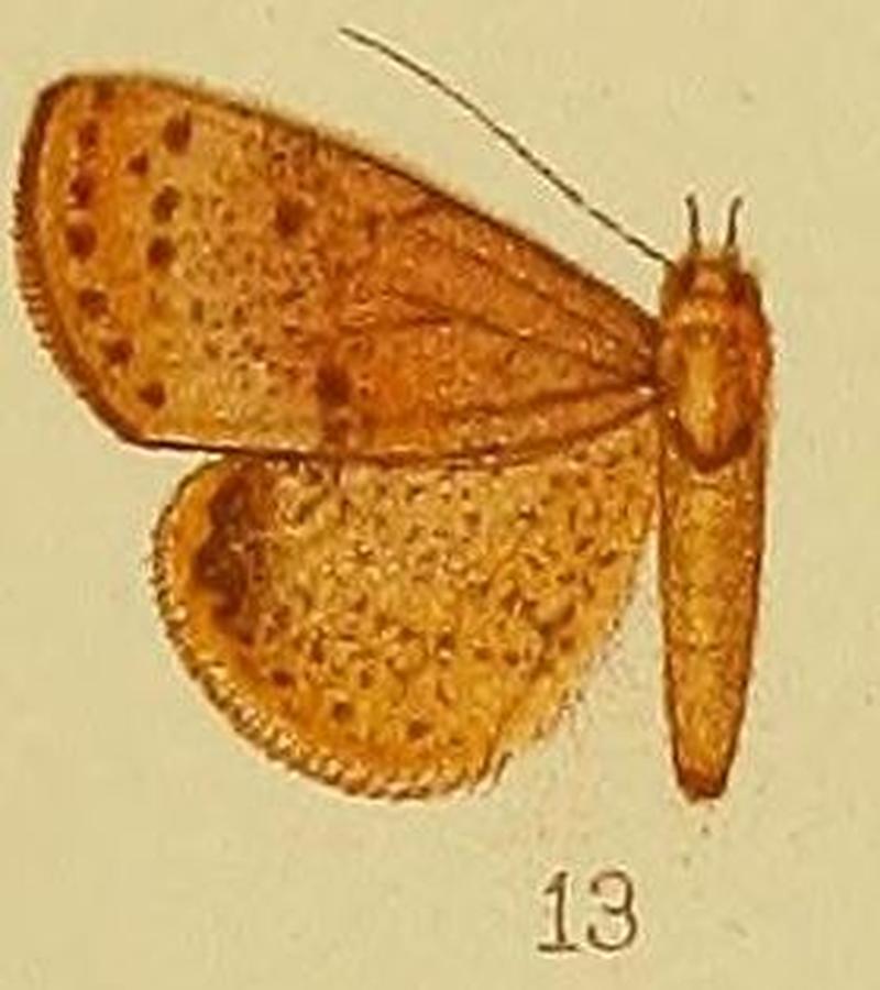 Pl.38-13-Phytometra olivescens (Hampson, 1910) (Antarchaea)