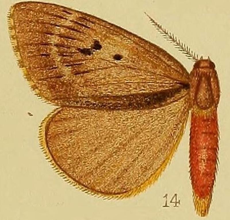Pl.38-14-Palasea flavicilia (Hampson, 1910) (Lymantria)