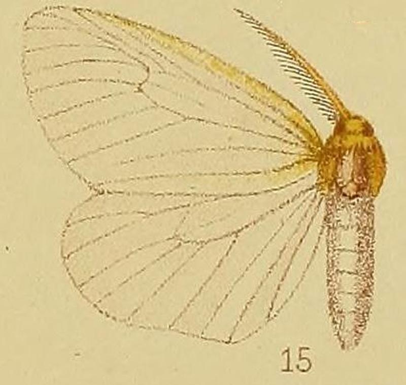 Pl.38-15-Olapa fulviceps Hampson, 1910