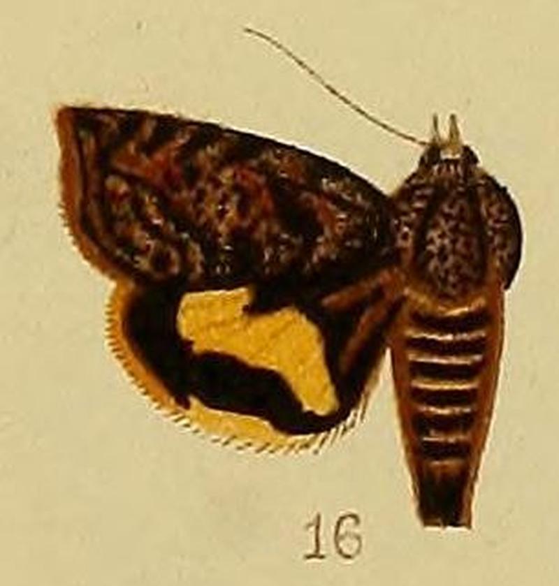 Pl.38-16-Hyblaea flavifasciata Hampson, 1910
