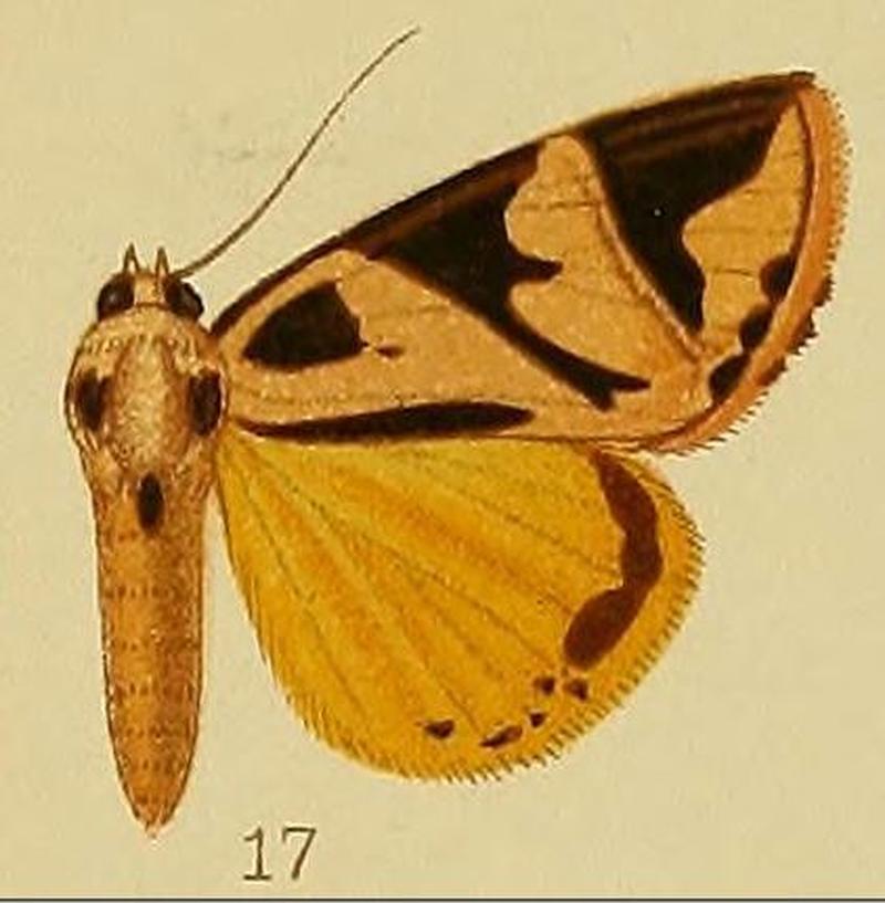 Pl.38-17-Attatha attathoides (syn.A.ethiopica)
