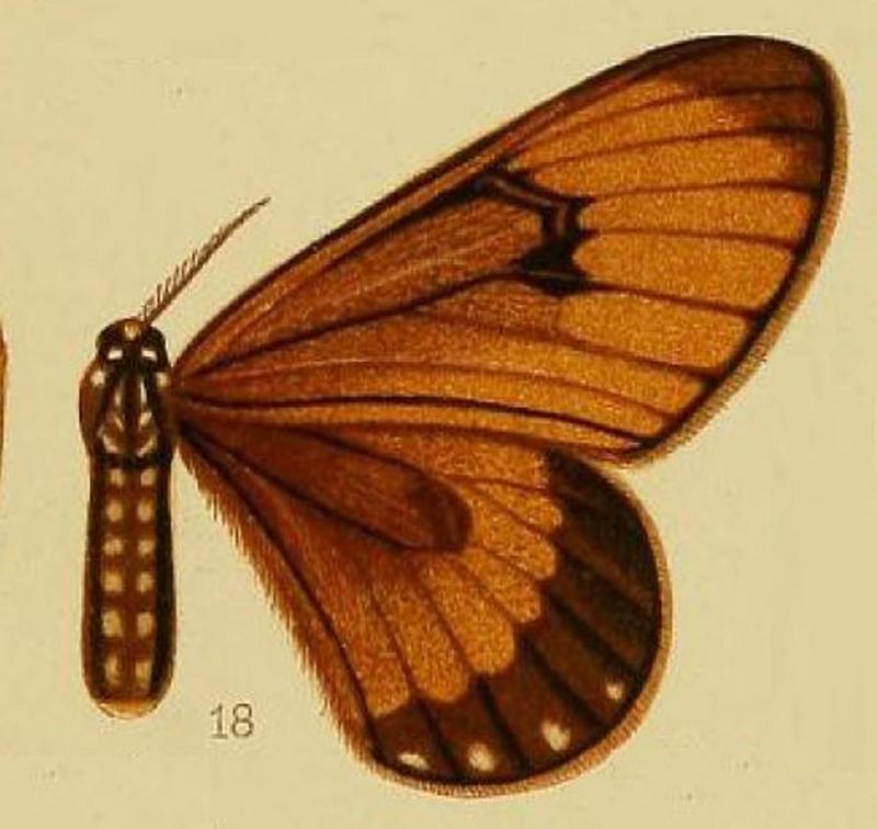 Pl.38-18-Hibrildes crawshayi Butler, 1896 (syn.H.neavi)