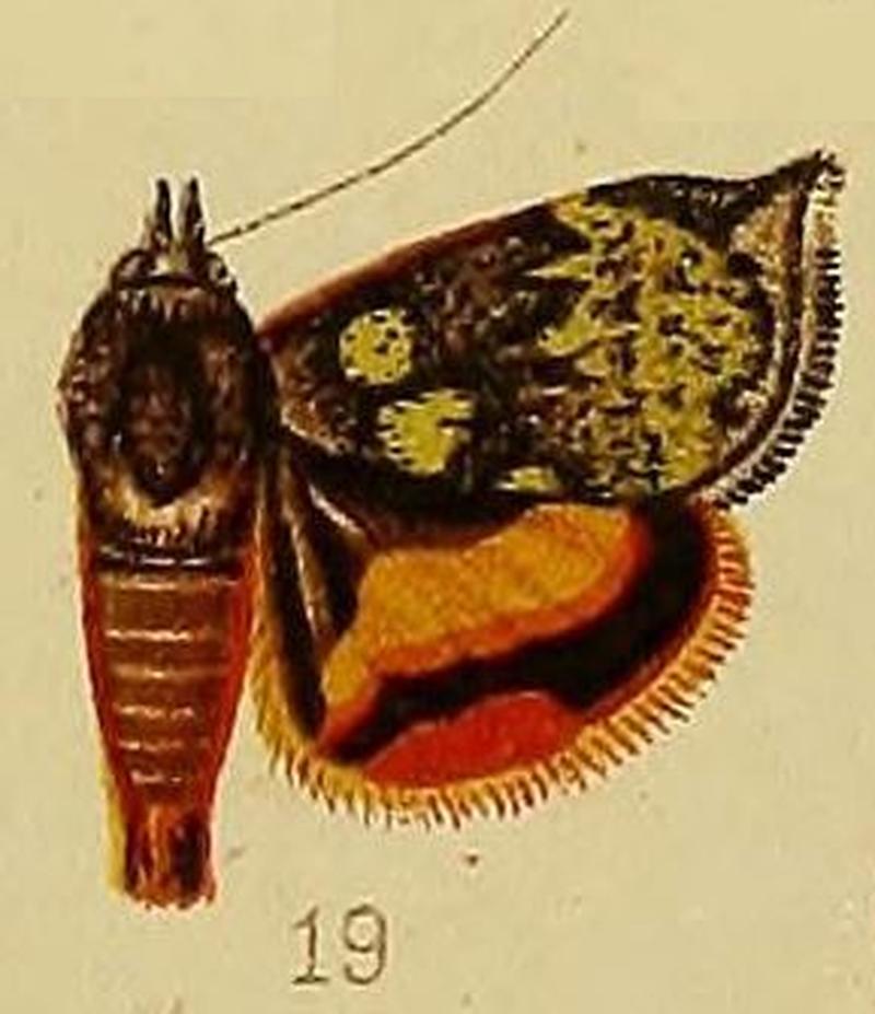 Pl.38-19-Hyblaea flavipicta Hampson, 1910
