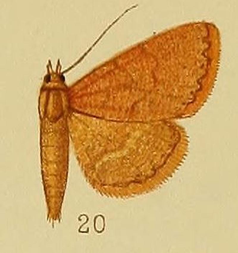 Pl.38-20-Phytometra lentistriata (Hampson, 1910)