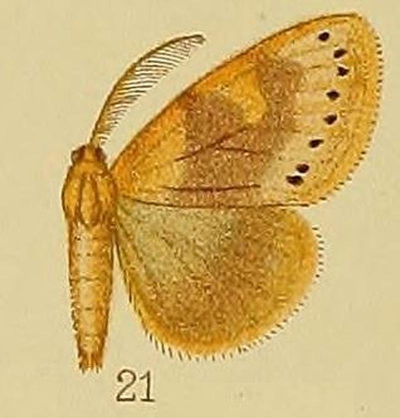 Pl.38-21-Laelia marginepunctata (syn.Euproctis nepheloptera)