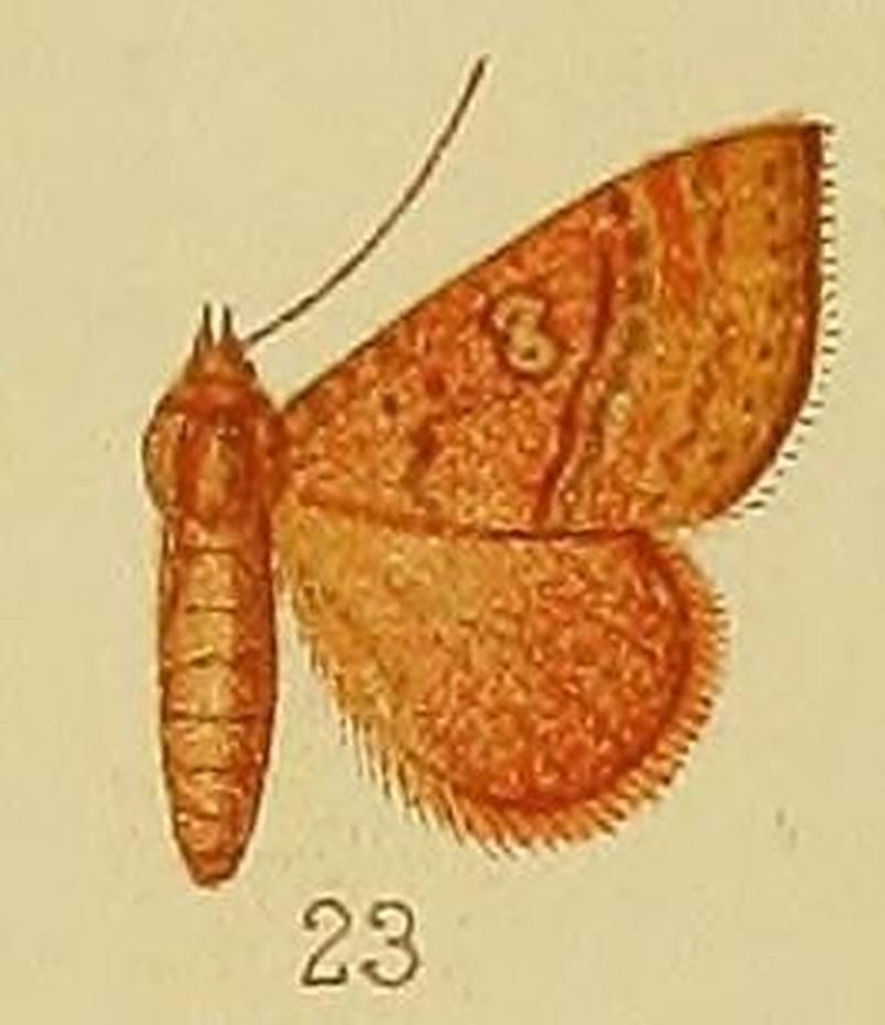 Pl.38-23-Phytometra haematoessa (Hampson, 1910) (Antarchaea)