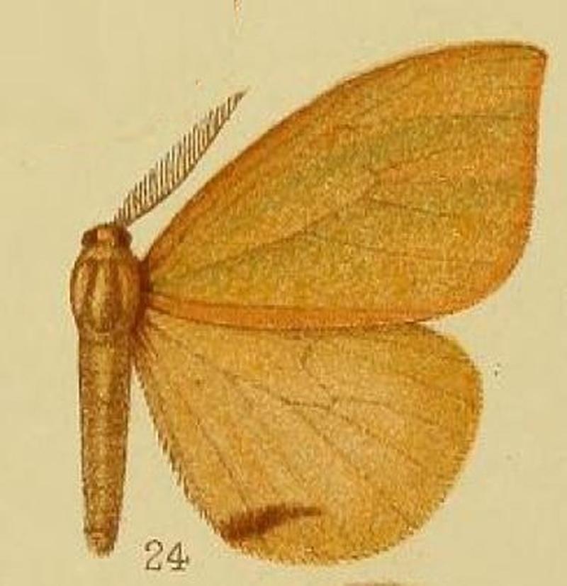 Pl.38-24-Heteronygmia strigitorna Hampson, 1910
