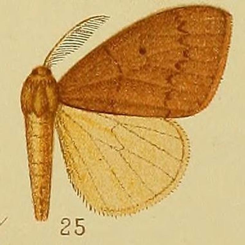 Pl.38-25-Heteronygmia leucogyna Hampson, 1910